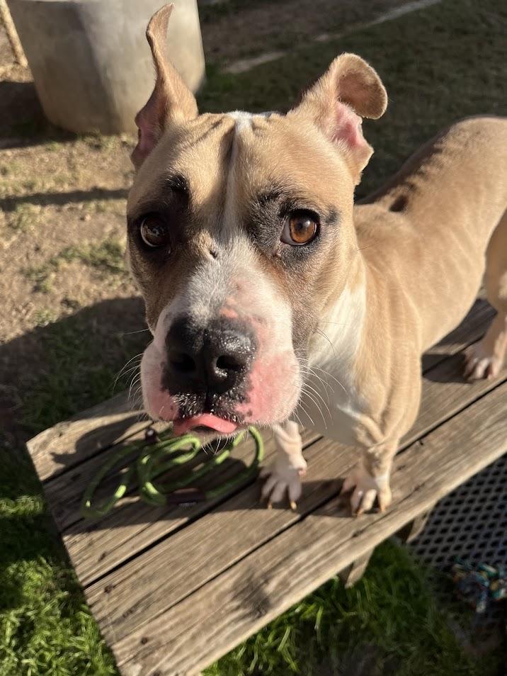 Tess* A214707, a ADOPTABLE mixed breed in Plano, TX image 2/4