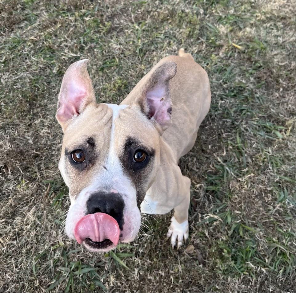 Tess* A214707, a ADOPTABLE mixed breed in Plano, TX image 3/4