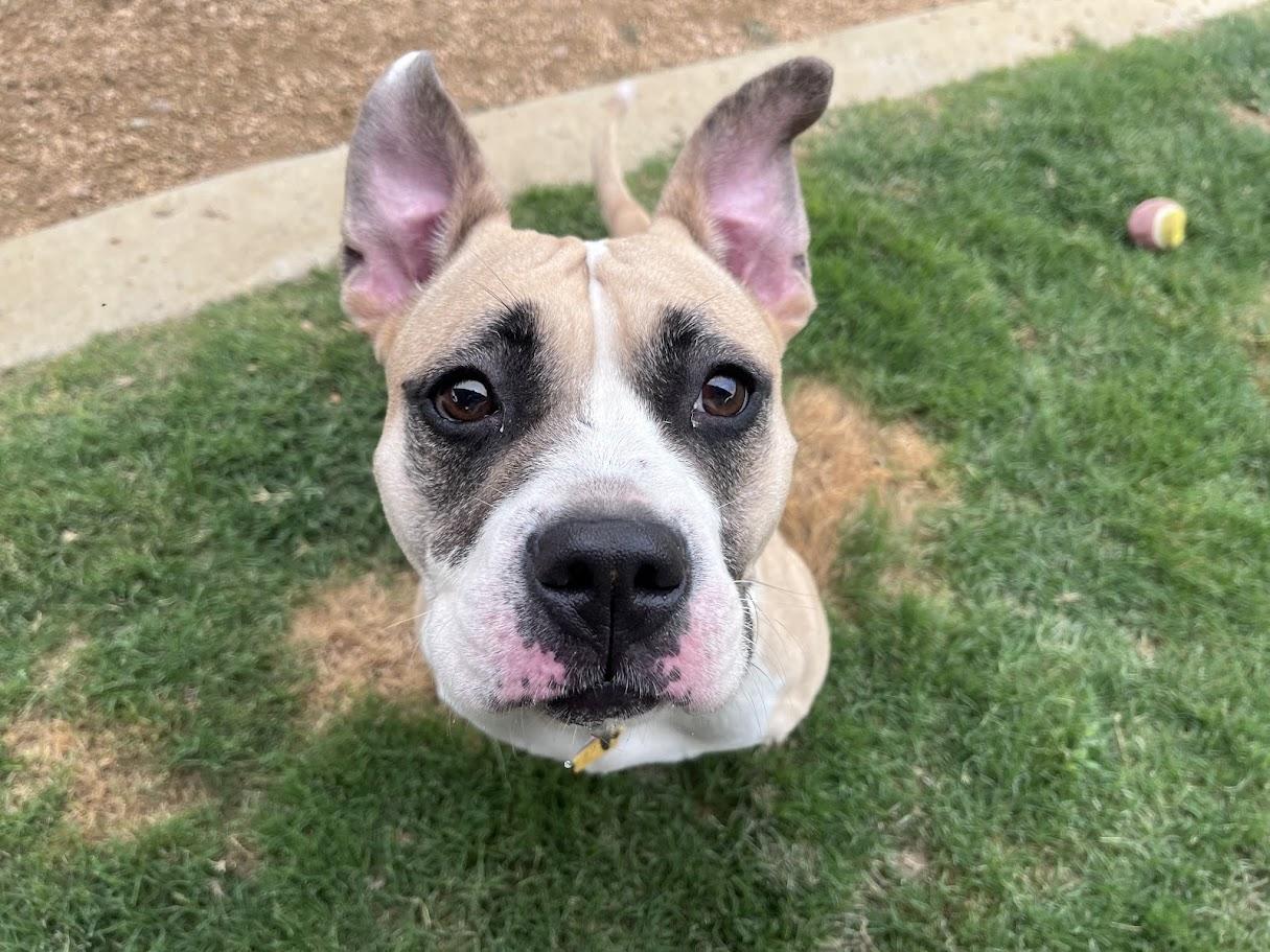 Tess* A214707, a ADOPTABLE mixed breed in Plano, TX image 6/6