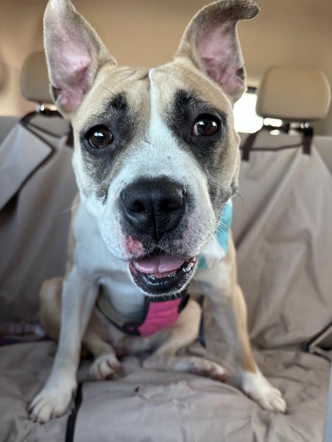 Tess* A214707, ADOPTABLE, Adult Female Pit Bull Terrier.