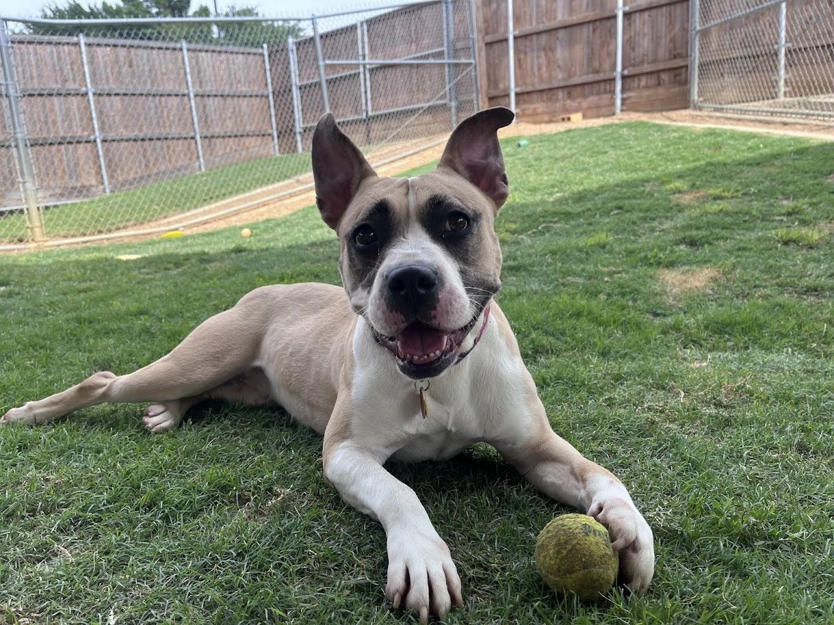Tess* A214707, a ADOPTABLE mixed breed in Plano, TX image 1/6