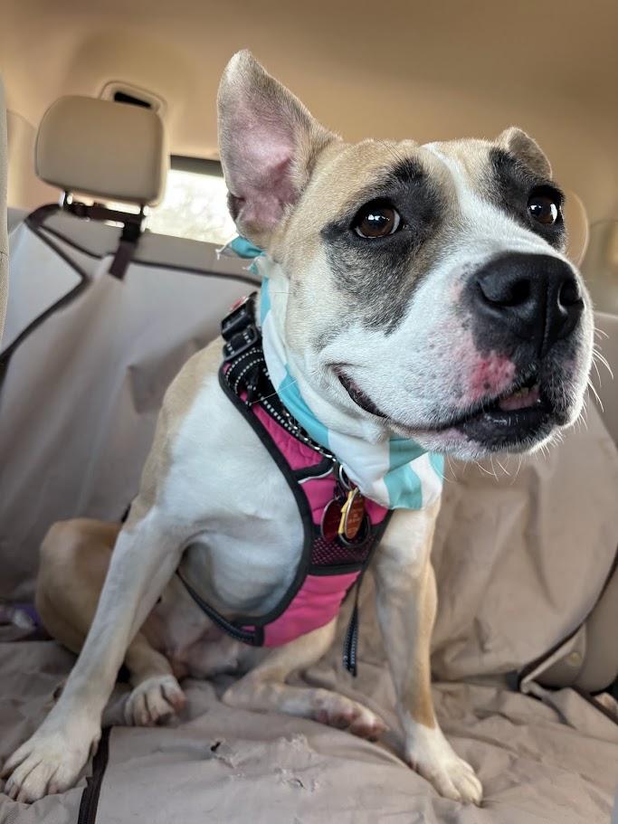 Enlarge Tess* A214707, a ADOPTABLE mixed breed in Plano, TX image 6/6