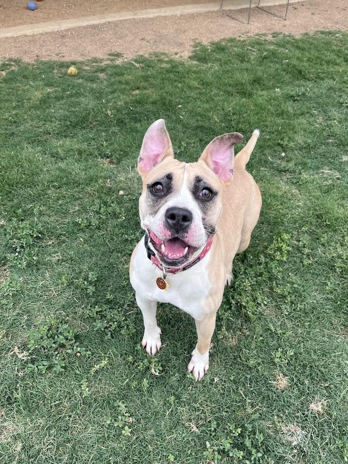 Tess* A214707, a ADOPTABLE mixed breed in Plano, TX image 2/6