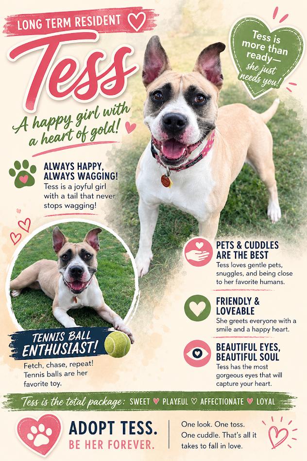 Tess* A214707, a ADOPTABLE mixed breed in Plano, TX image 1/6