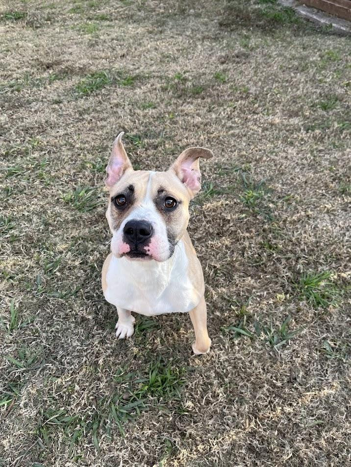 Tess* A214707, a ADOPTABLE mixed breed in Plano, TX image 1/4