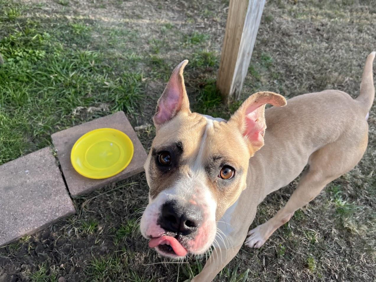 Tess* A214707, a ADOPTABLE mixed breed in Plano, TX image 4/4