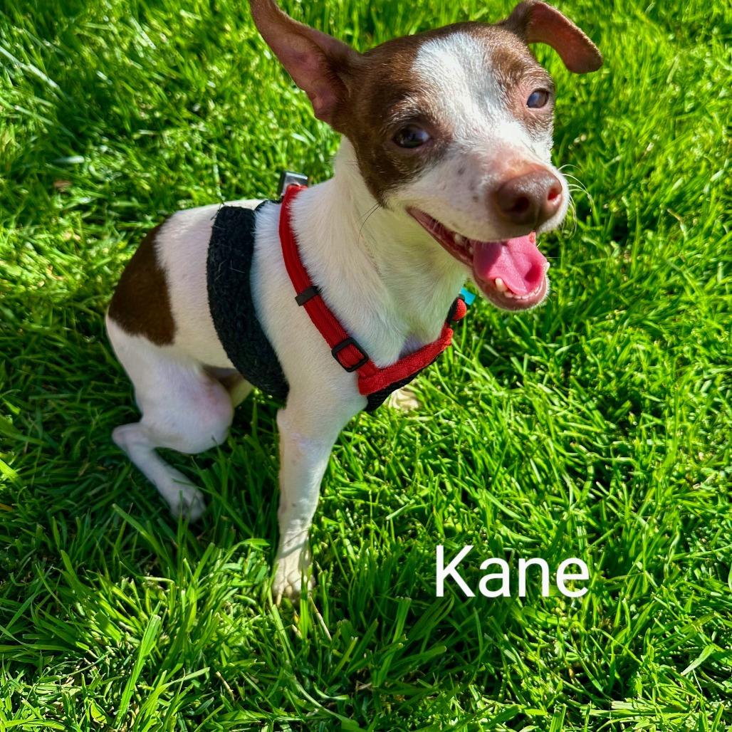 Kane, Adoptable, Adult Male Chihuahua & Mixed Breed.