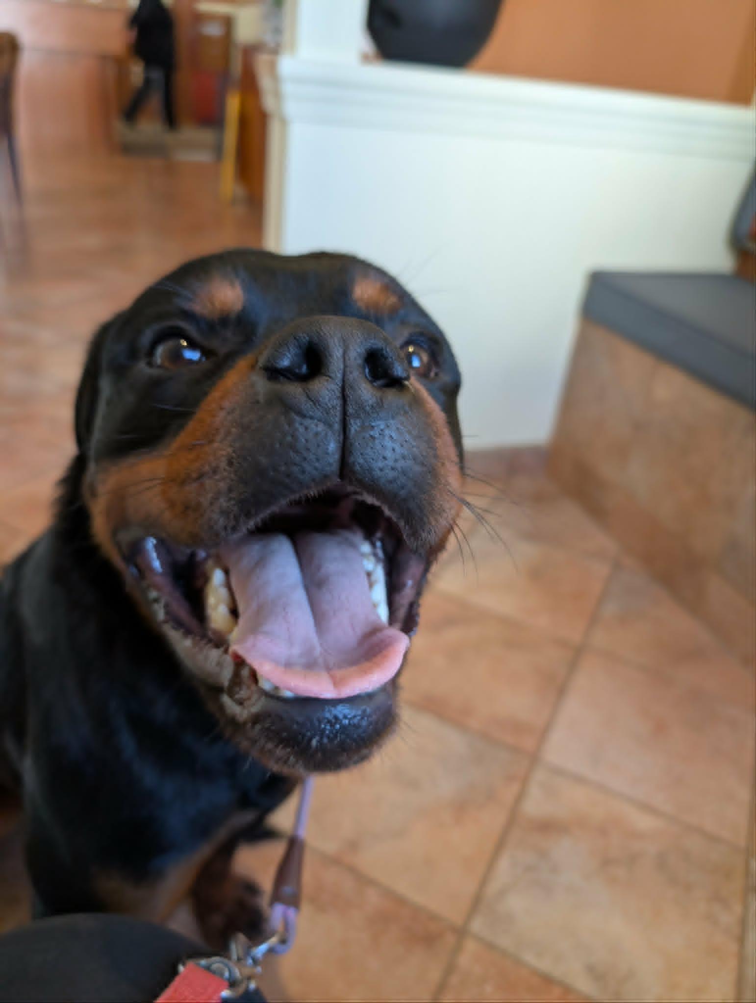 Negan, a ADOPTABLE Rottweiler in Perkasie, PA image 2/6