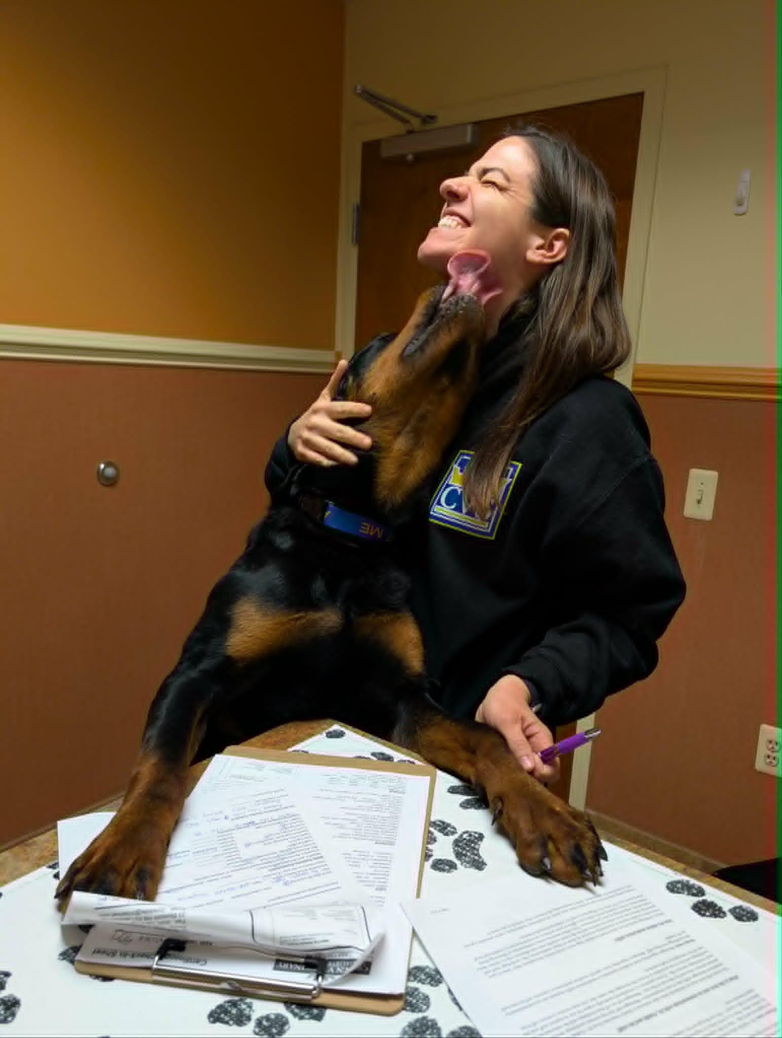 Negan, a ADOPTABLE Rottweiler in Perkasie, PA image 4/6
