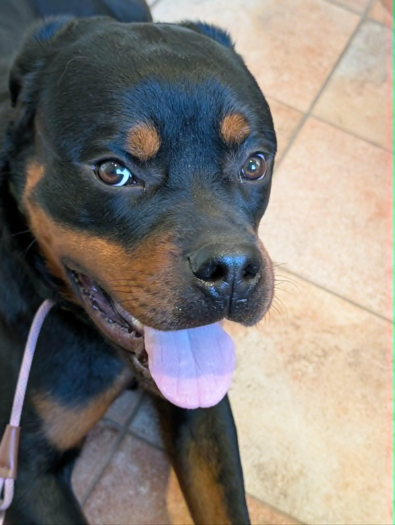 Negan, ADOPTABLE, Young Male Rottweiler.