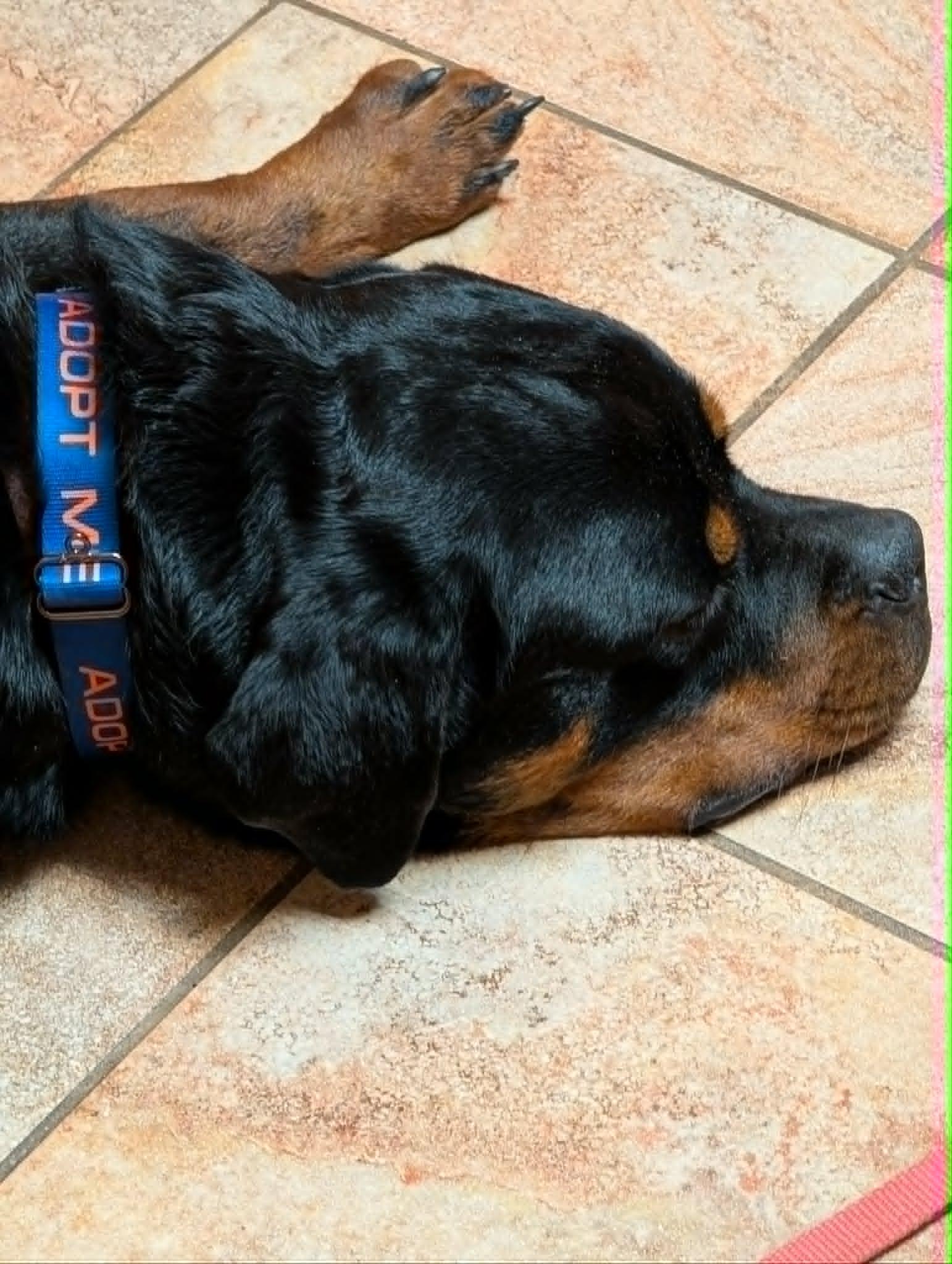 Negan, a ADOPTABLE Rottweiler in Perkasie, PA image 3/6
