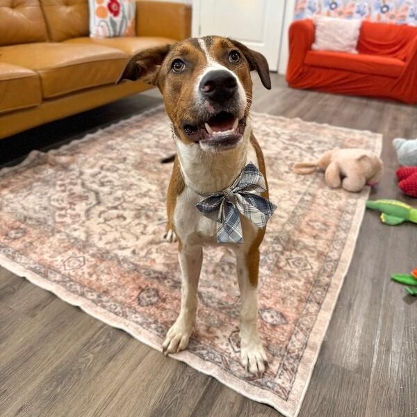 George the goodest boy — thumbnail 5