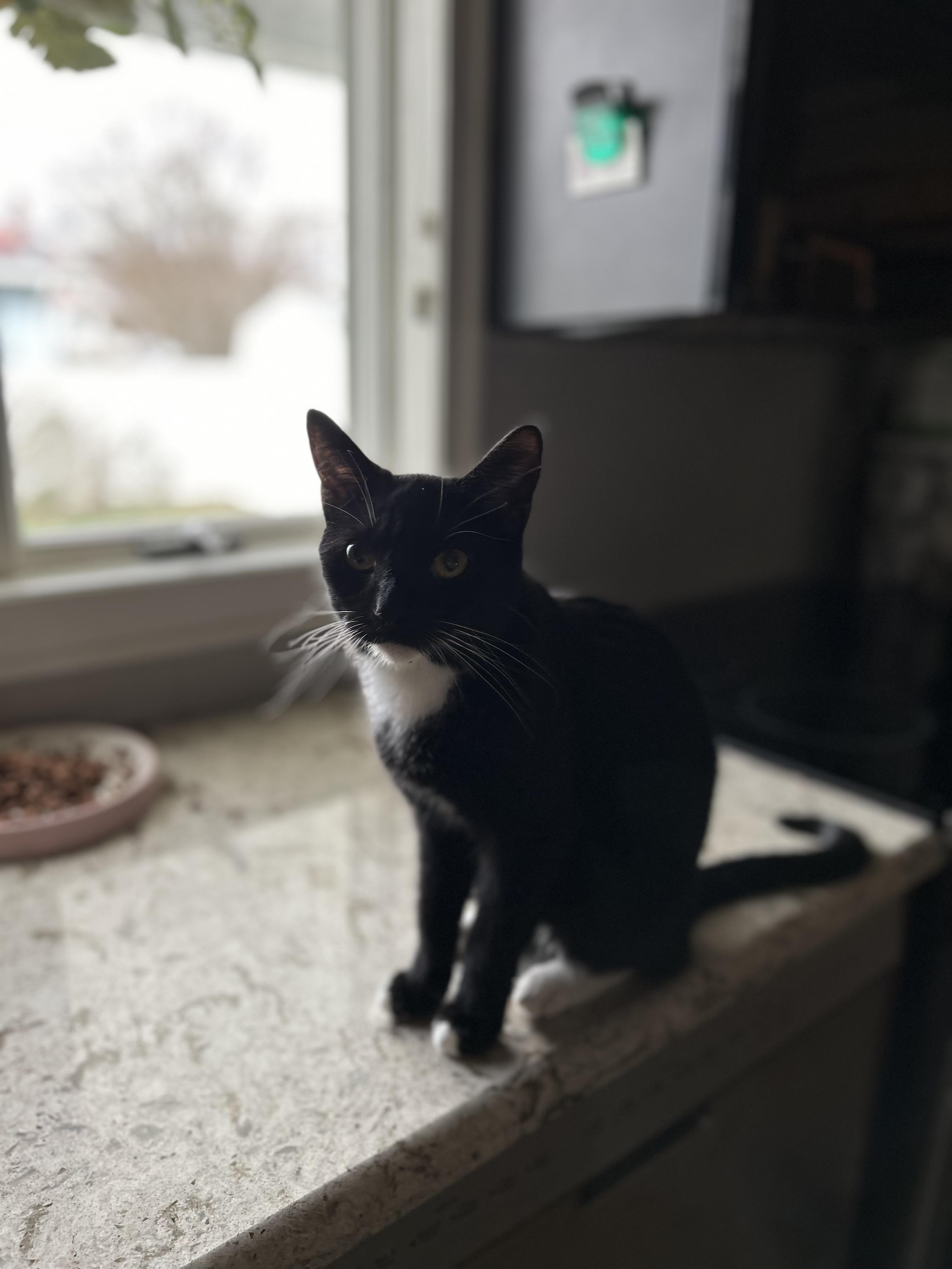 Enlarge Violet, a Adoptable mixed breed in Newark, NJ image 2/6