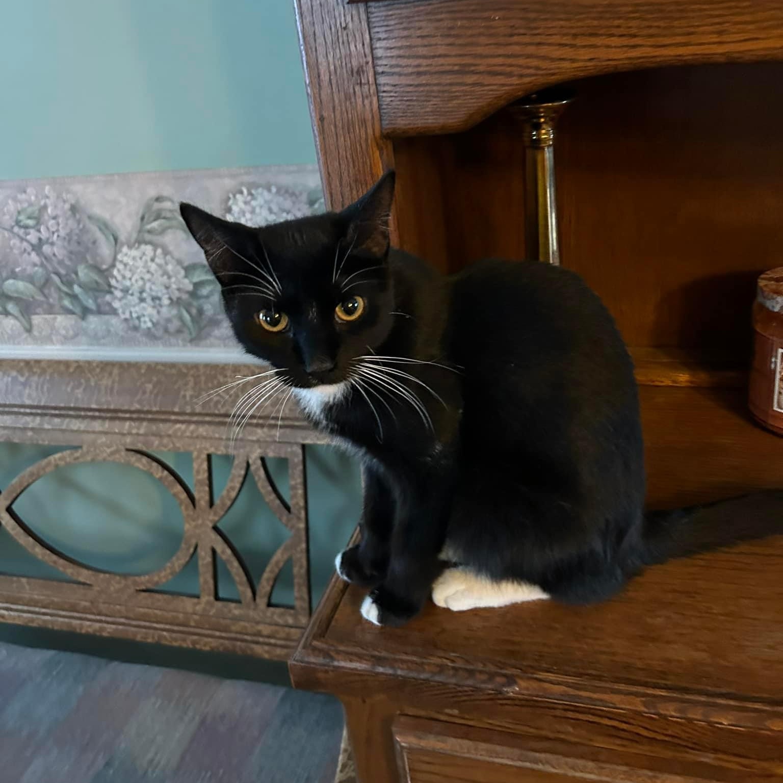 Violet, Adoptable, Young Female Domestic Short Hair & Tuxedo.