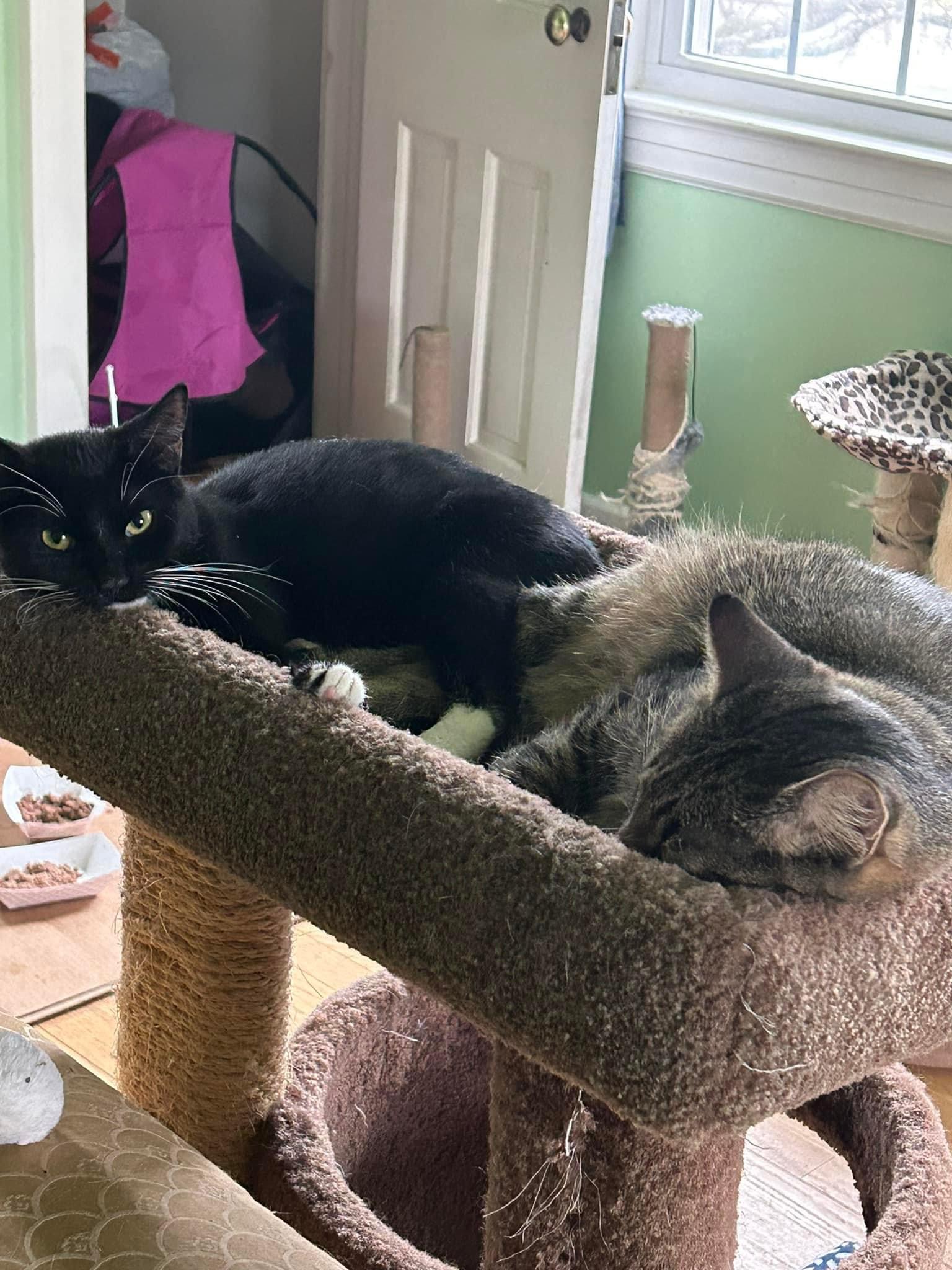 Enlarge Violet, a Adoptable mixed breed in Newark, NJ image 6/6