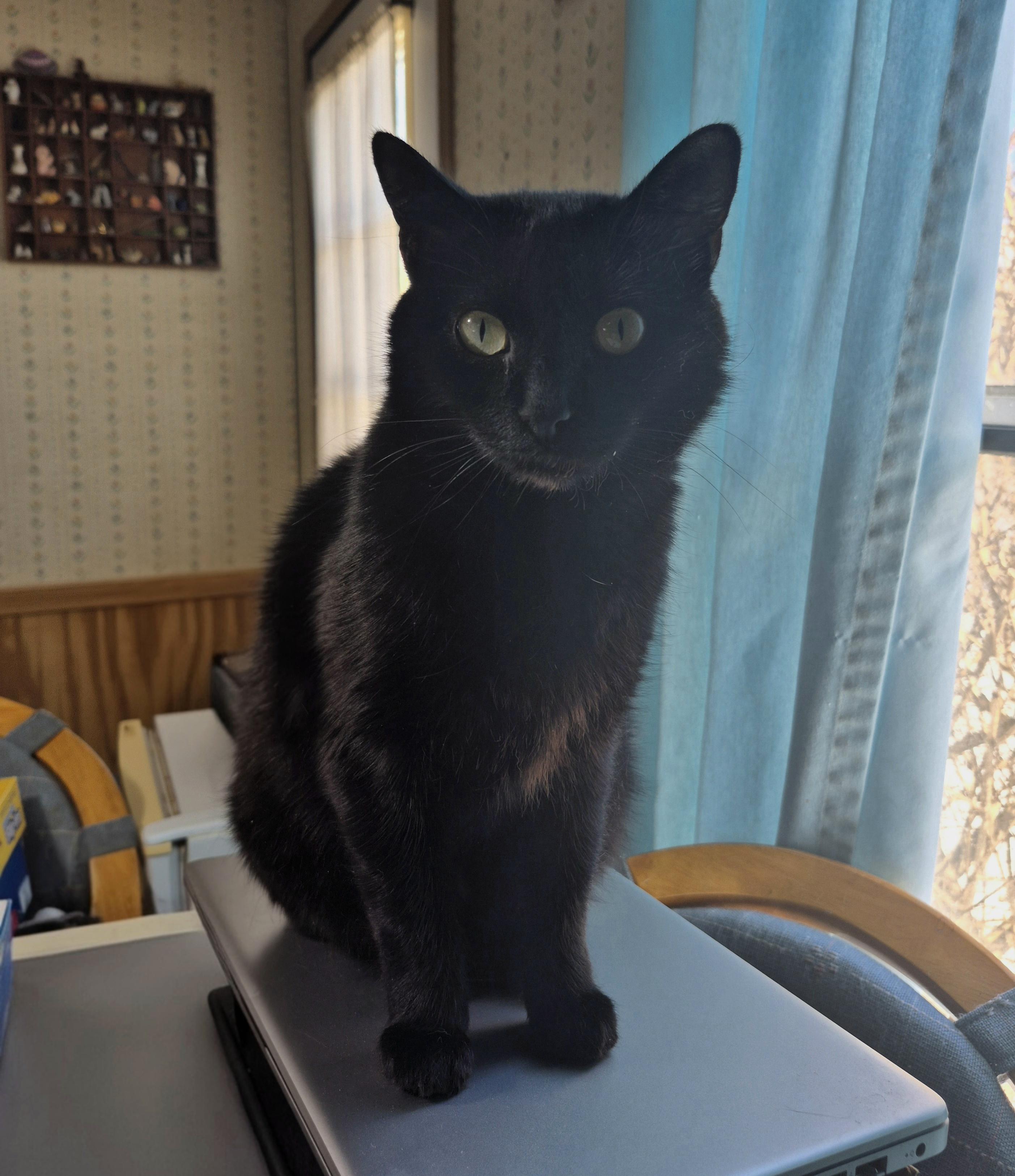 Enlarge Sabrina, an adopted Domestic Short Hair in Attleboro, MA image 2/4