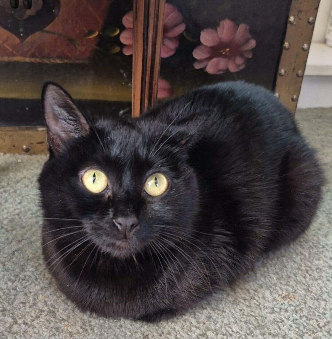 Enlarge Sabrina, an adopted Domestic Short Hair in Attleboro, MA image 4/4