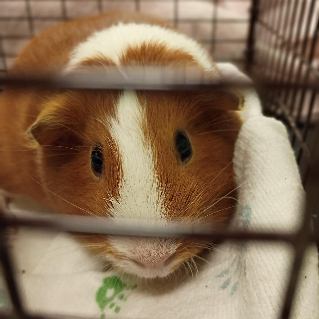 Buttercup, Adoptable, Young Female Guinea Pig.