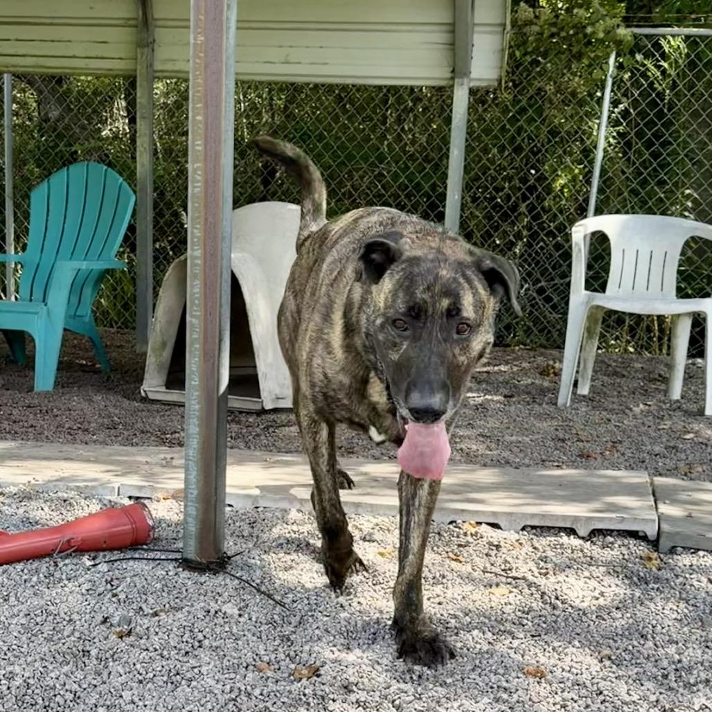 Bruce, Adoptable, Adult Male Mastiff.