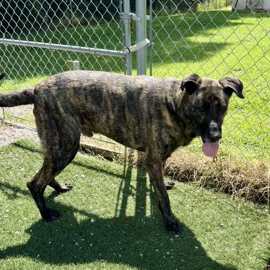 Enlarge Bruce, a Adoptable Mastiff in Newport, NC image 2/6