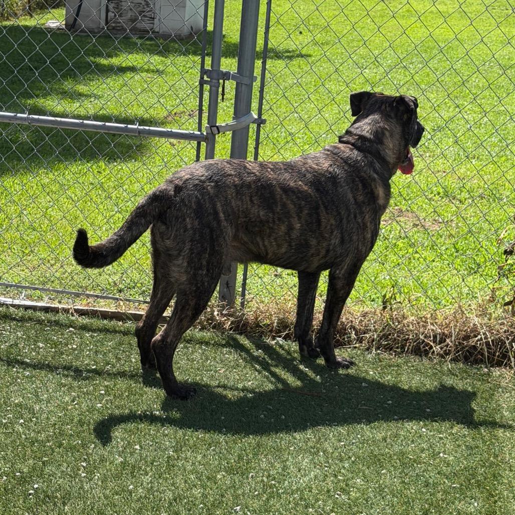 Enlarge Bruce, a Adoptable Mastiff in Newport, NC image 3/6