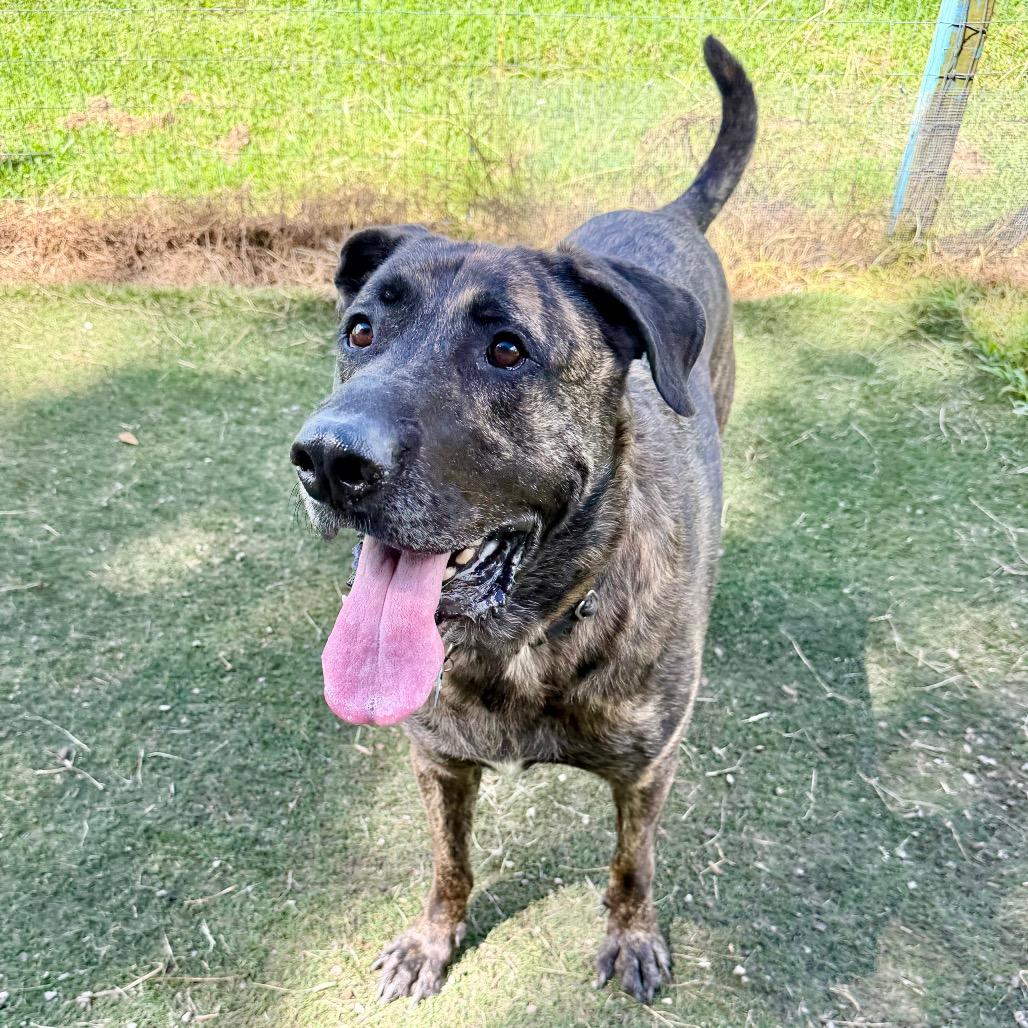 Enlarge Bruce, a Adoptable Mastiff in Newport, NC image 4/6