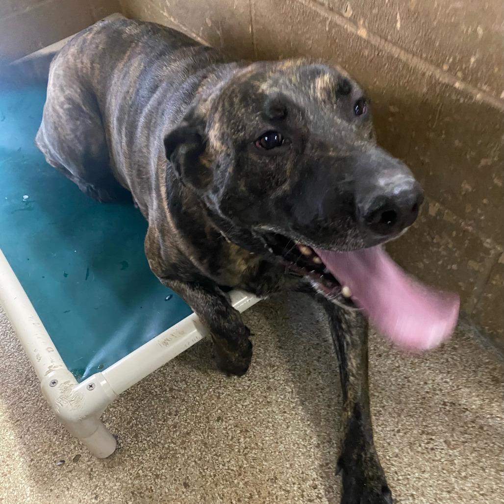 Enlarge Bruce, a Adoptable Mastiff in Newport, NC image 5/6