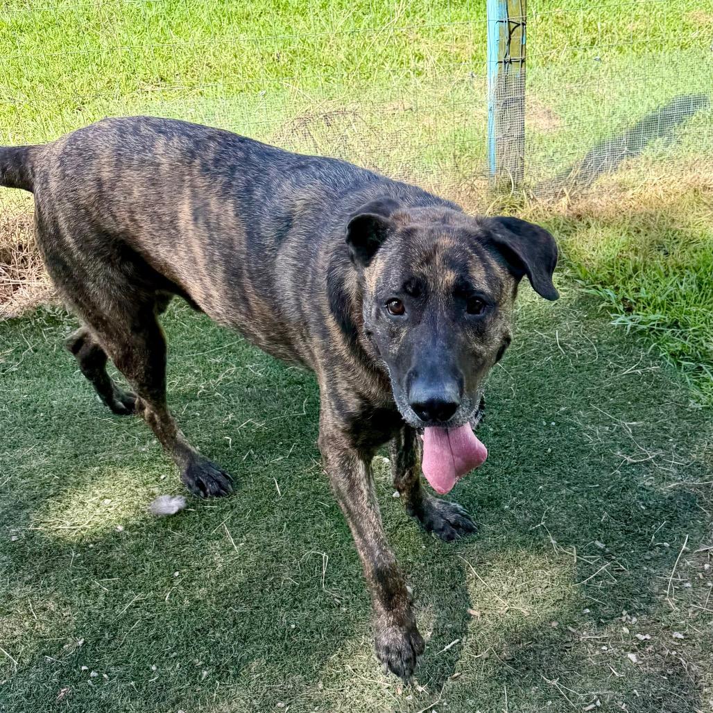 Enlarge Bruce, a Adoptable Mastiff in Newport, NC image 6/6