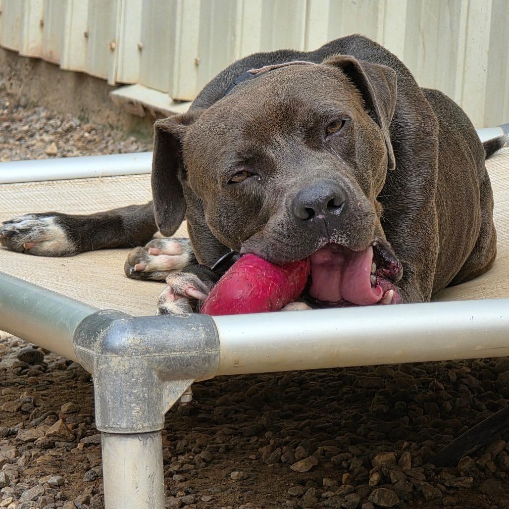 Edgar, Adoptable, Adult Male Mixed Breed.