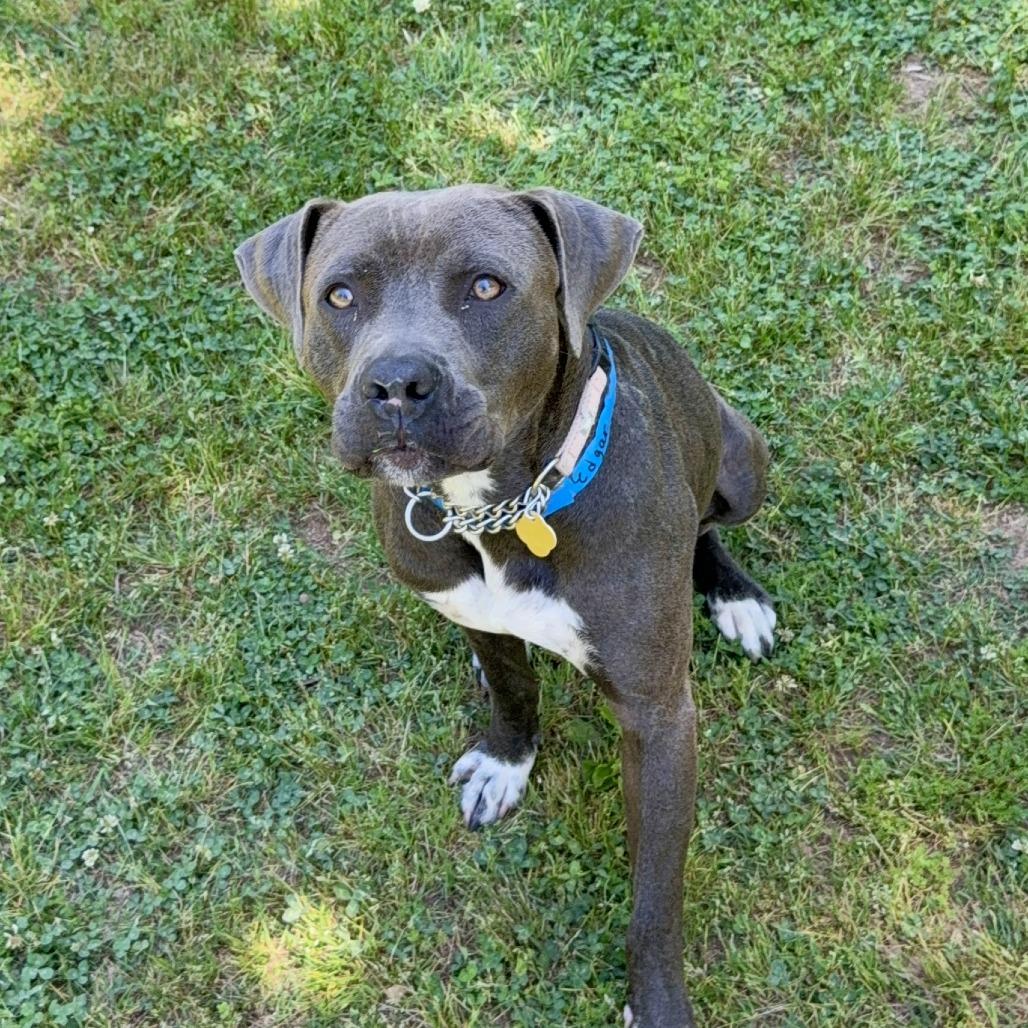 Enlarge Edgar, a Adoptable Mixed Breed in Auburn, AL image 2/6