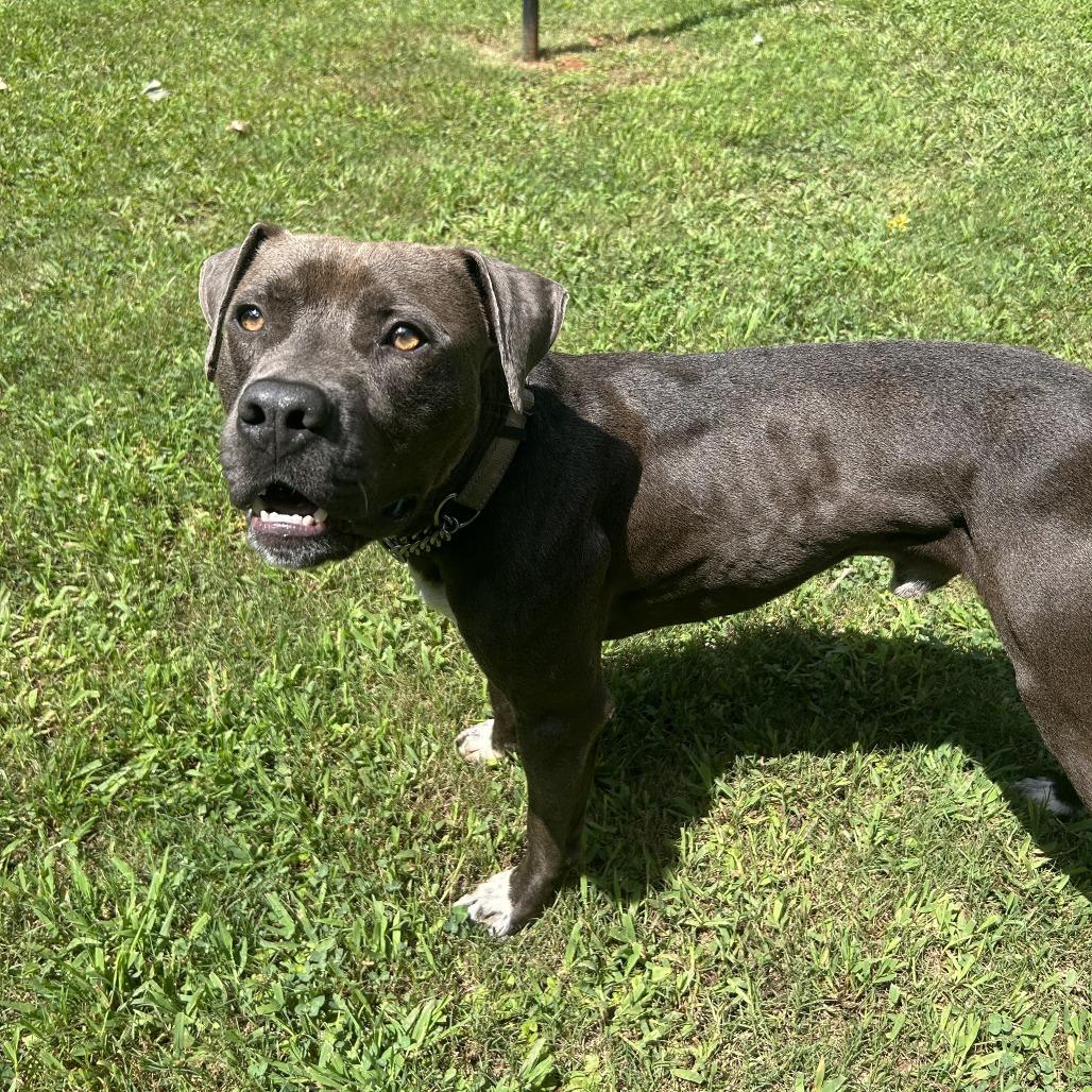 Enlarge Edgar, a Adoptable Mixed Breed in Auburn, AL image 3/6