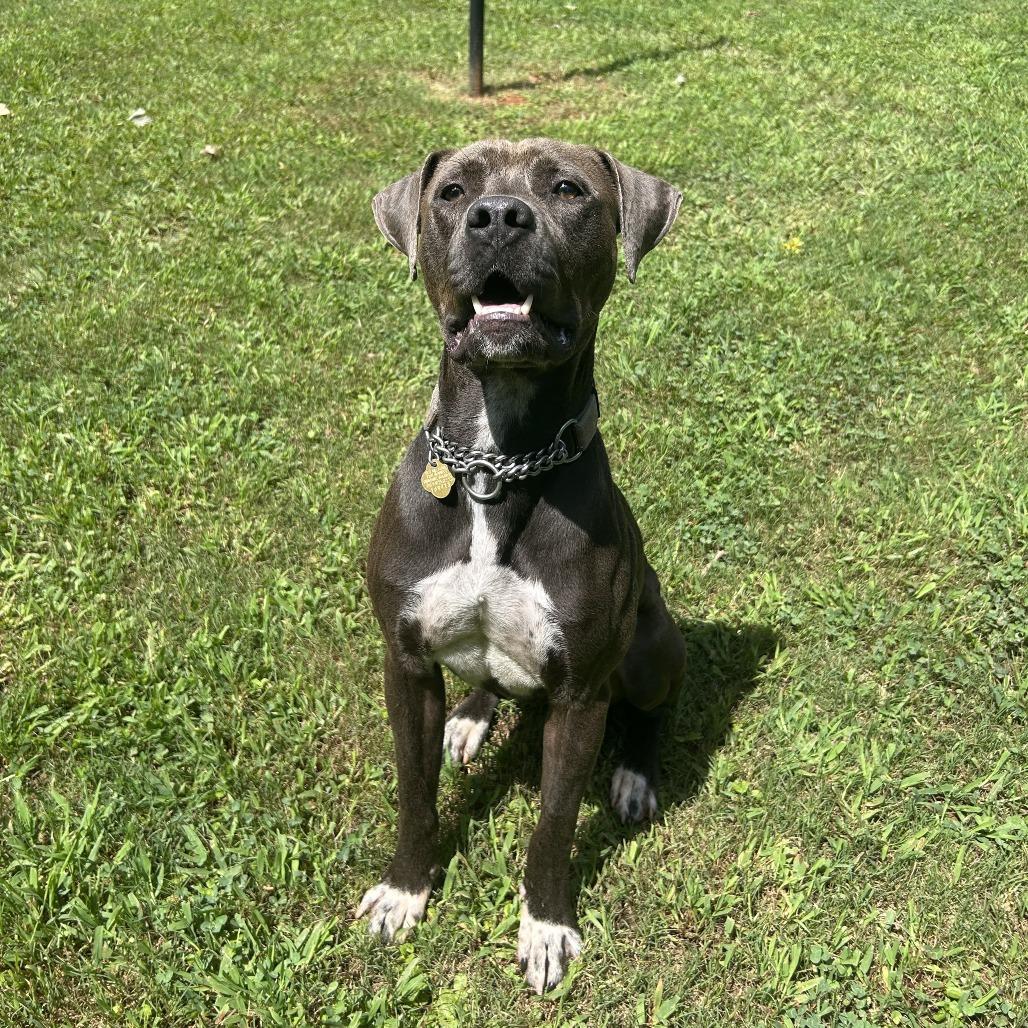 Enlarge Edgar, a Adoptable Mixed Breed in Auburn, AL image 4/6