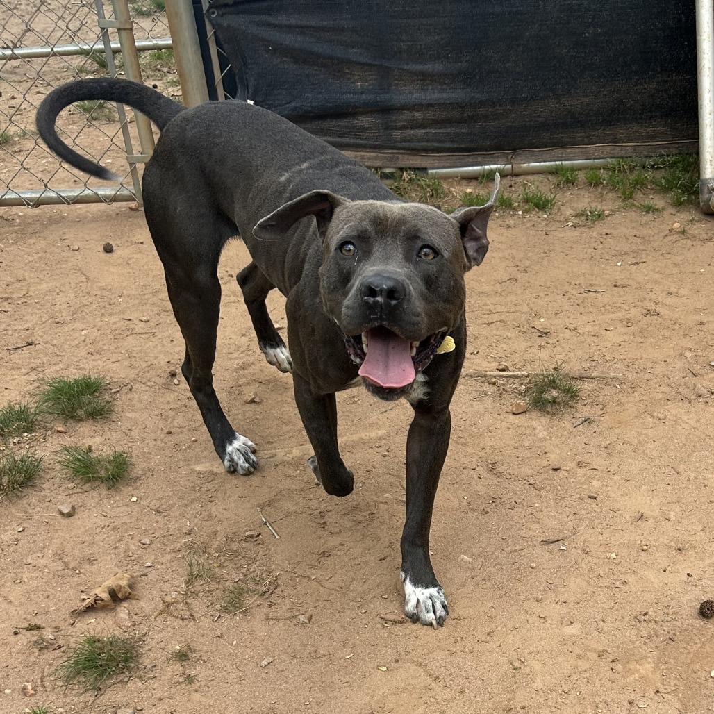 Enlarge Edgar, a Adoptable Mixed Breed in Auburn, AL image 1/6