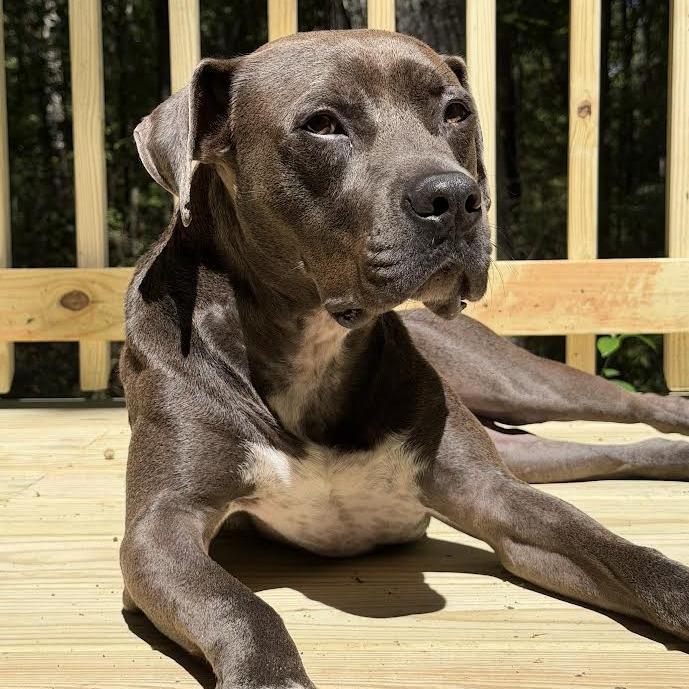 Enlarge Edgar, a Adoptable Mixed Breed in Auburn, AL image 5/6