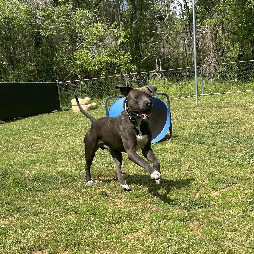 Enlarge Edgar, a Adoptable Mixed Breed in Auburn, AL image 3/6