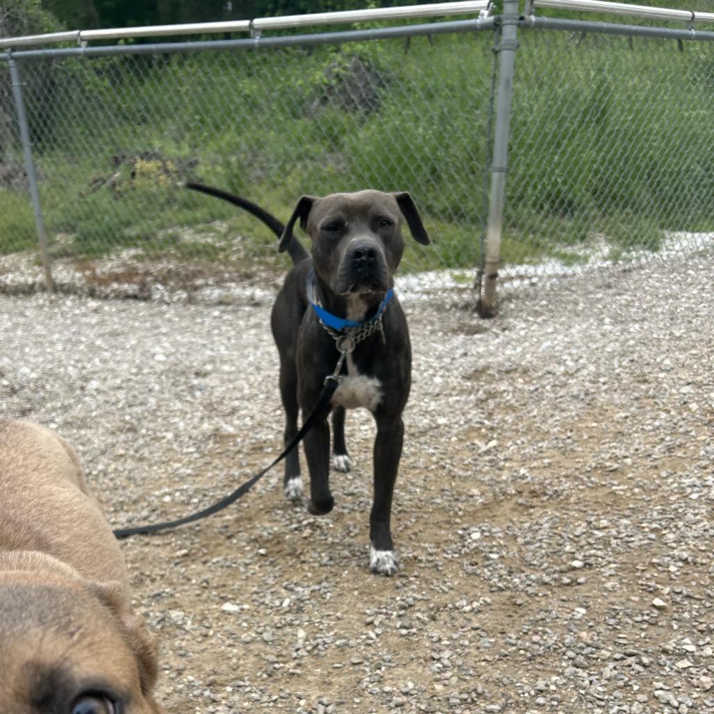 Enlarge Edgar, a Adoptable Mixed Breed in Auburn, AL image 4/6