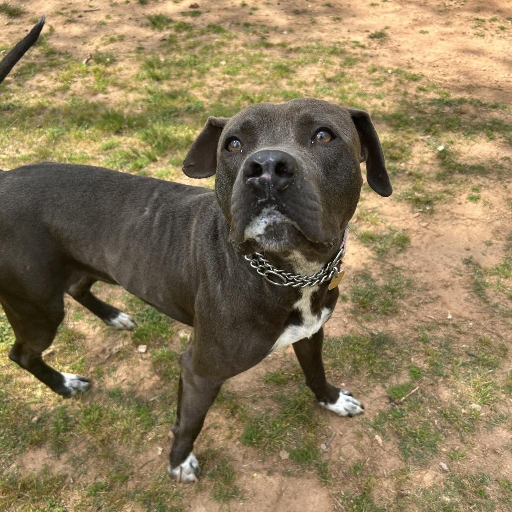 Enlarge Edgar, a Adoptable Mixed Breed in Auburn, AL image 5/6