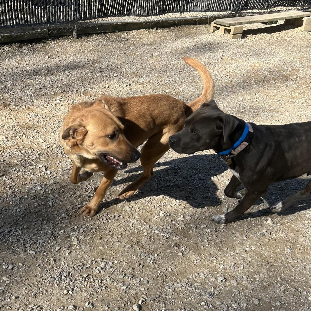 Enlarge Edgar, a Adoptable Mixed Breed in Auburn, AL image 6/6