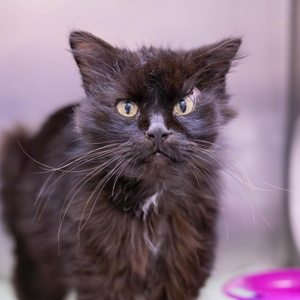 Enlarge Chompers, a Adoptable Domestic Medium Hair in Mentor, OH image 2/2