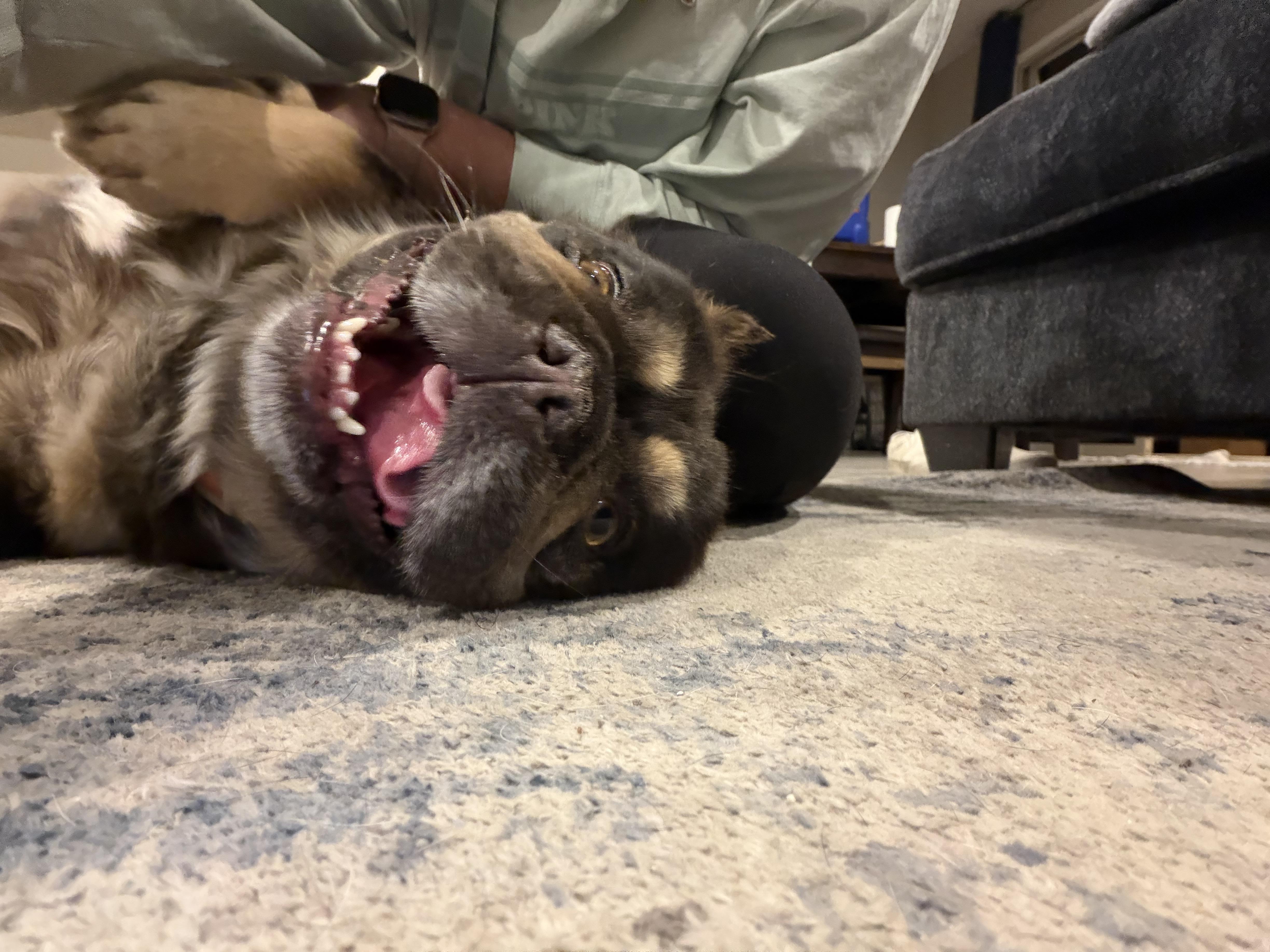 Enlarge El, a Adopted French Bulldog in Mesa, AZ image 1/6