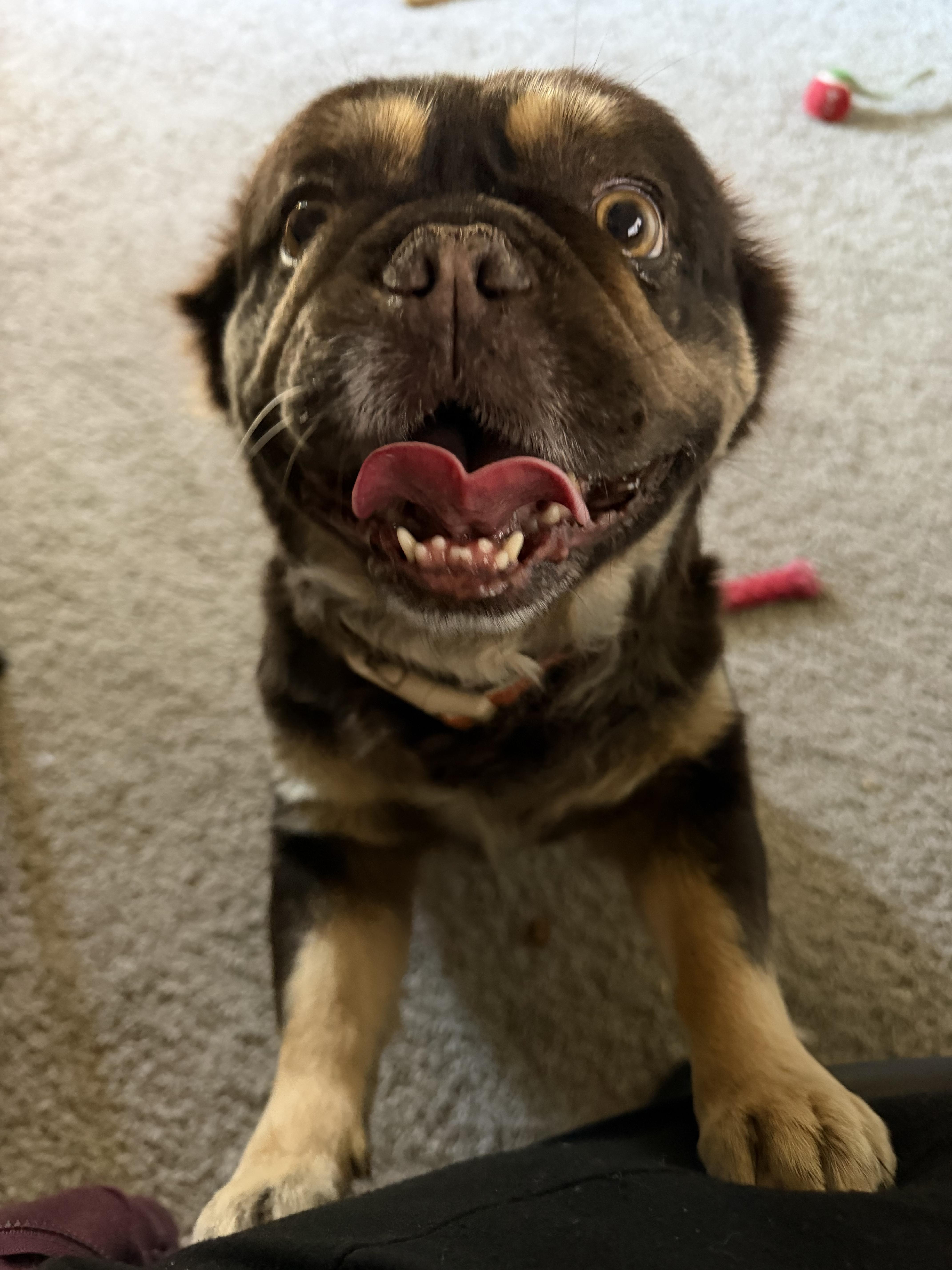 Enlarge El, a Adopted French Bulldog in Mesa, AZ image 3/6