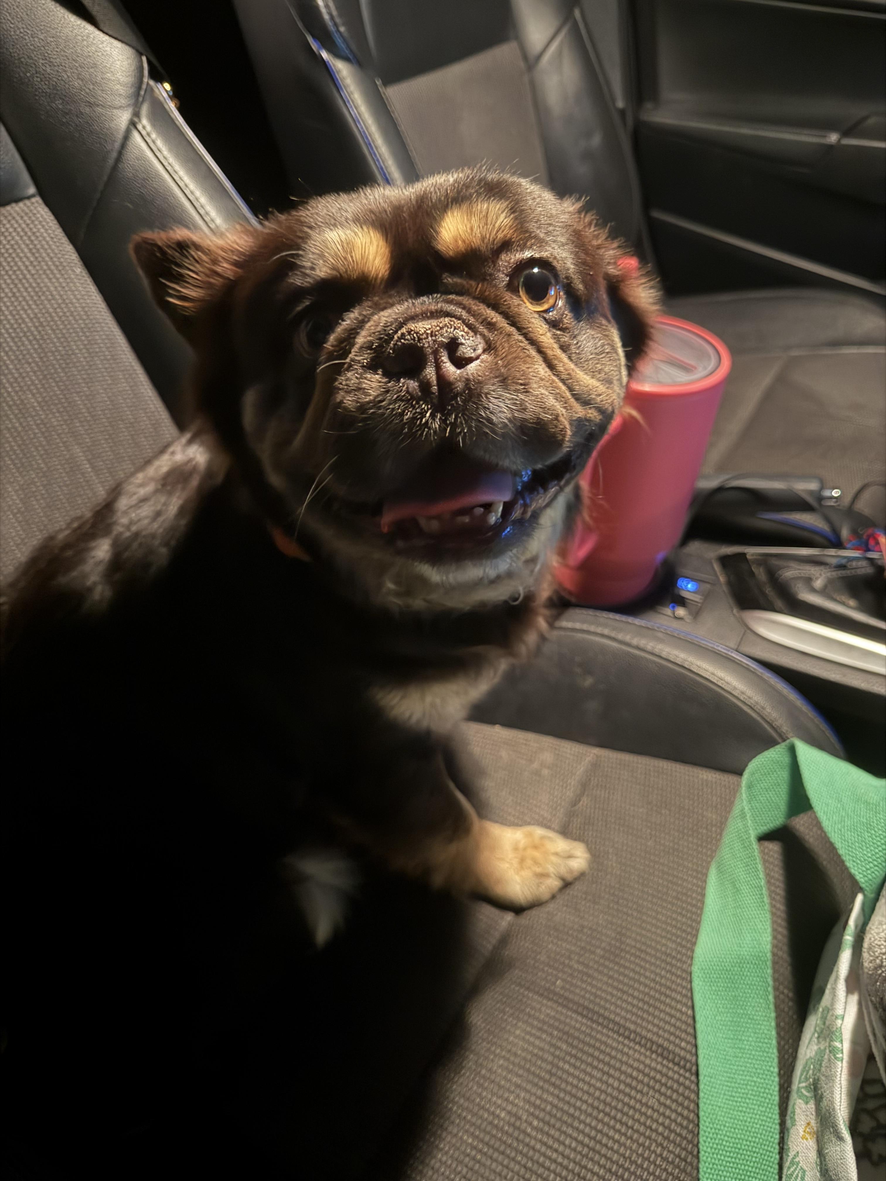 Enlarge El, a Adopted French Bulldog in Mesa, AZ image 4/6