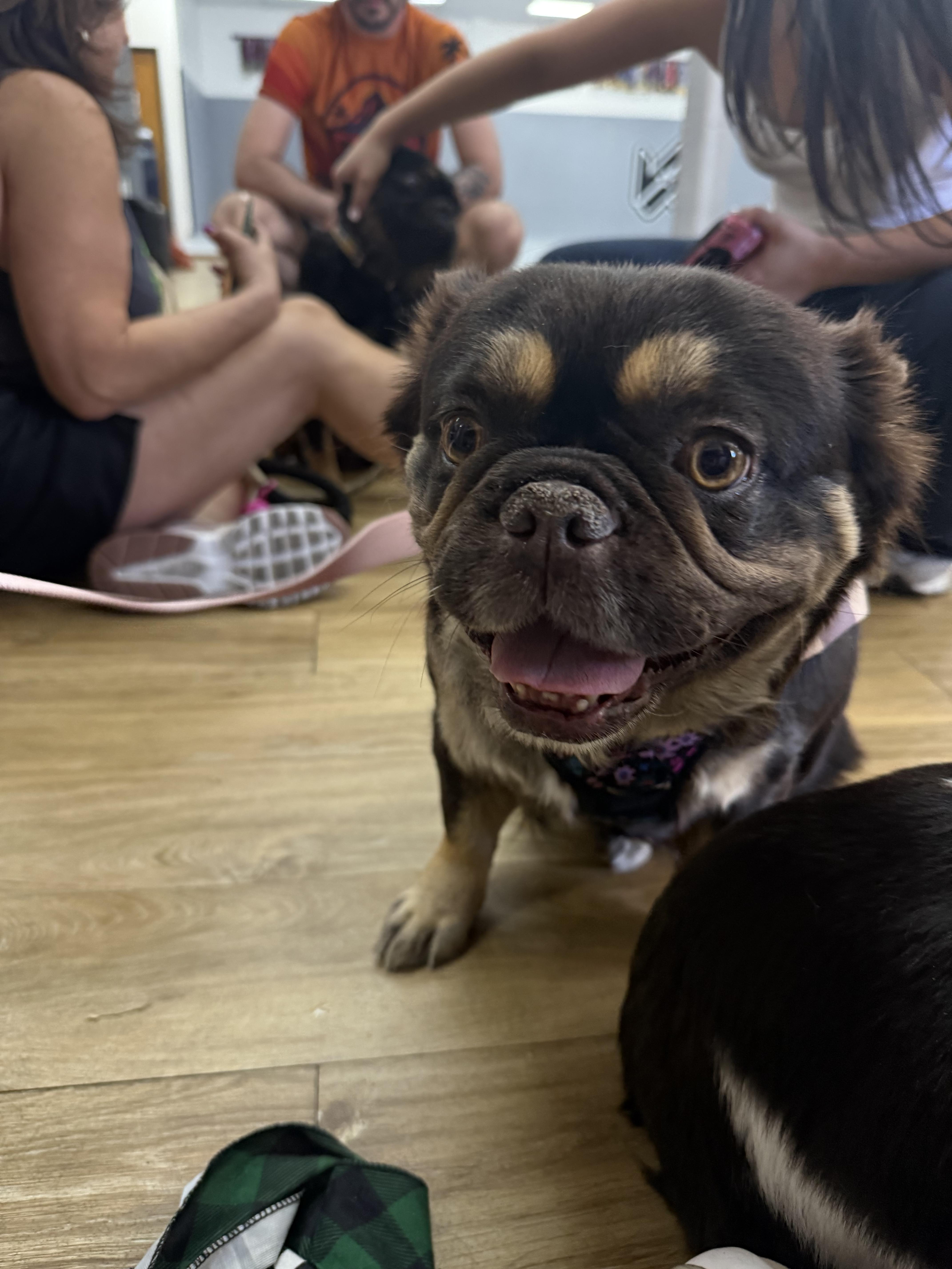 Enlarge El, a Adopted French Bulldog in Mesa, AZ image 6/6