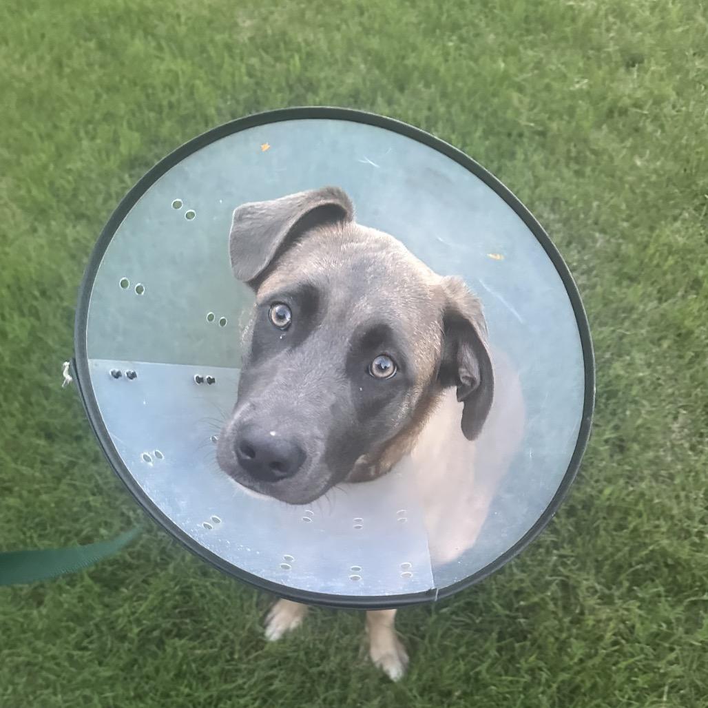 Dahlia (Tripod), Adoptable, Adult Female Shepherd.