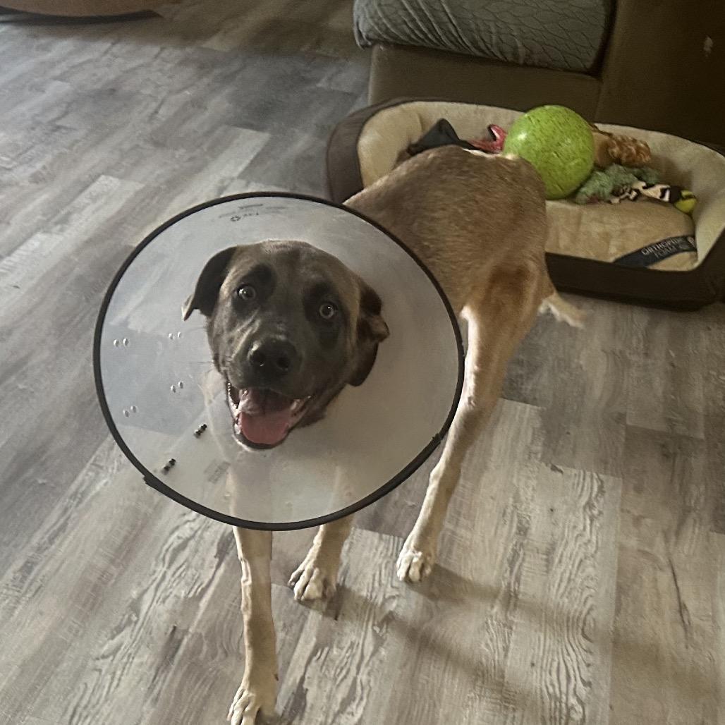 Dahlia (Tripod), a Adoptable Shepherd in Austell, GA image 3/6