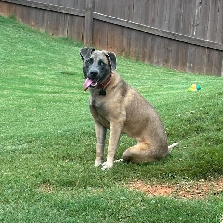 Dahlia (Tripod), Adoptable, Adult Female Shepherd.