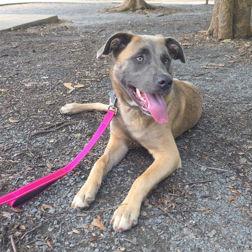 Enlarge Dahlia (Tripod), a Adoptable Shepherd in Austell, GA image 3/6