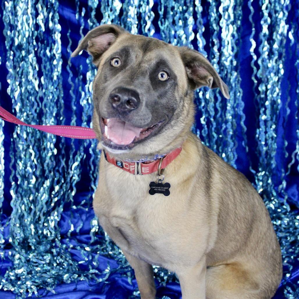 Enlarge Dahlia (Tripod), a Adoptable Shepherd in Austell, GA image 5/6