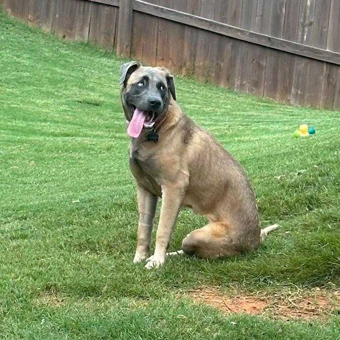 Enlarge Dahlia (Tripod), a Adoptable Shepherd in Austell, GA image 4/6