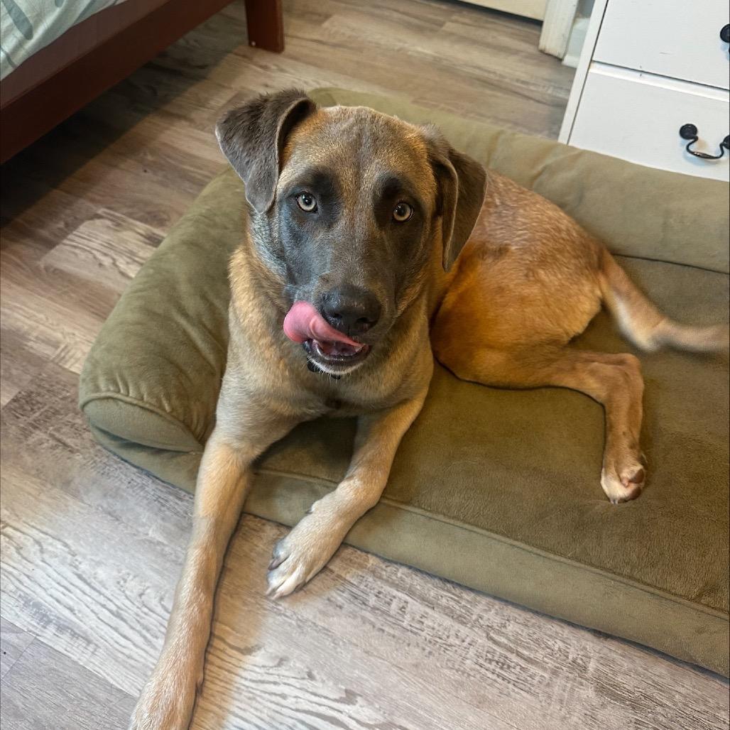 Dahlia (Tripod), a Adoptable Shepherd in Austell, GA image 4/6